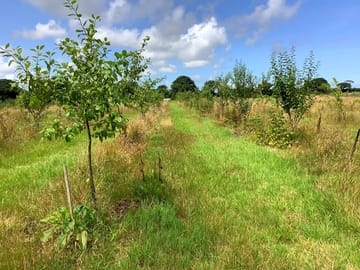 Orchard view