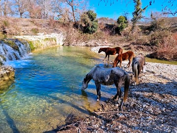 La cascade du lauzon et les chevaux
