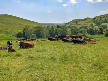 Farm animals