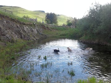 The pond