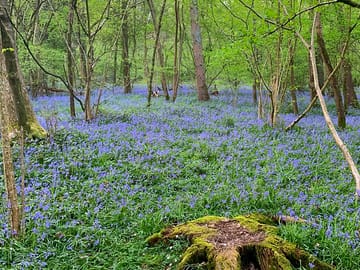 Nearby duncliffe woods