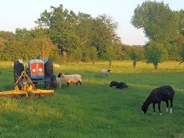 Our sheep