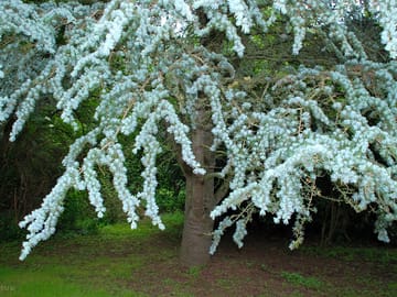 The colour of the tree is beautiful; the photo does not do it justice