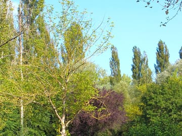 Greenery