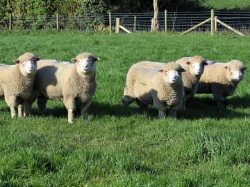 Sheep on the farm site