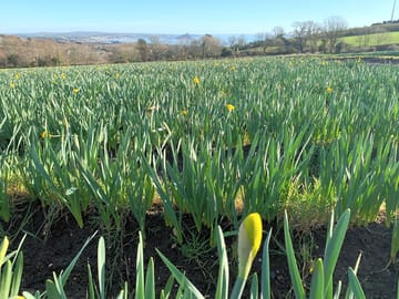 Daffodils