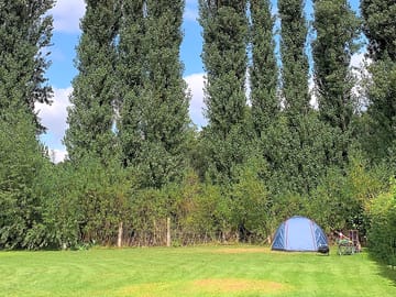 View of the trees around the site