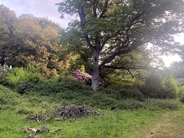 Woodlands on site