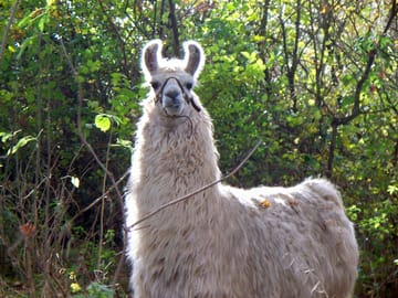 Onyx the llama