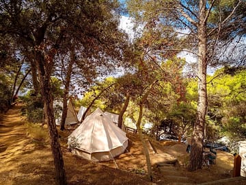 Bell tents in the woods