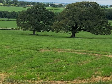Oaks