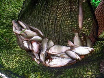 fishing on the brue