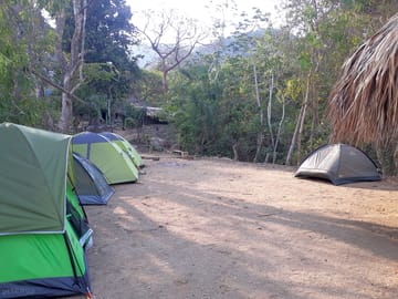 Pitches among the trees