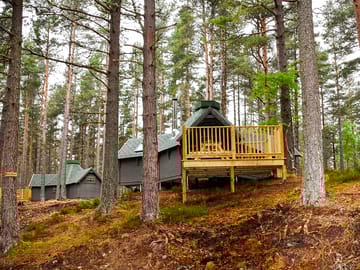 Bothies among pine trees