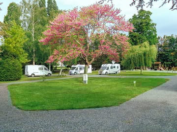 Trees around the pitches