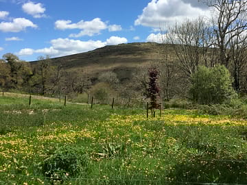 View of Yar Tor from the pod meadow