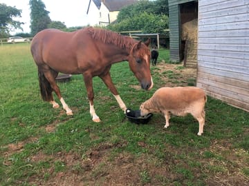 The animals at oakleigh