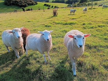 The lambs are all really friendly and love a stroke
