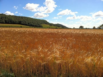 Barley field in the sunshine