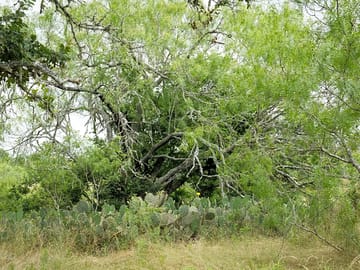 Spring at the site