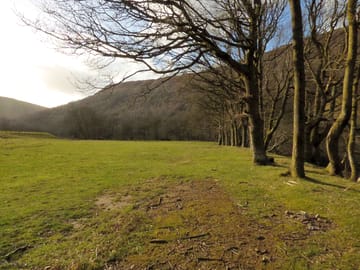 Pitches underneath a row of oaks