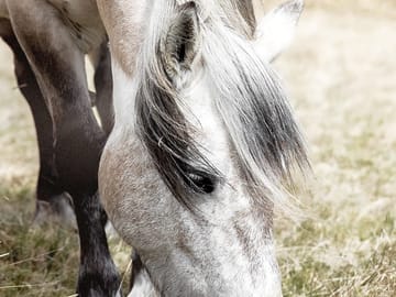 Horses in the fields