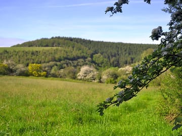 Pitching meadow 4 when trees are in flower