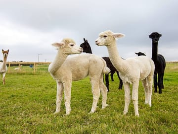 Meet the alpacas