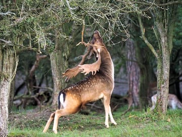 Deer