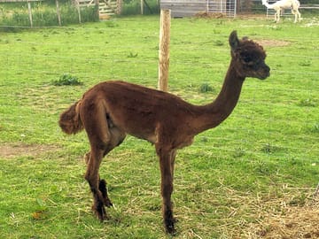 Aldo after shearing