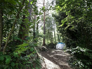 Woodland setting