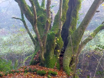 You can climb inside the 'faraway tree'