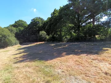 Newly cut grass