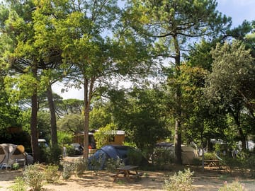Pitches among trees