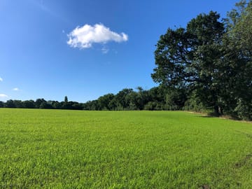 Lush green grass on the pitches