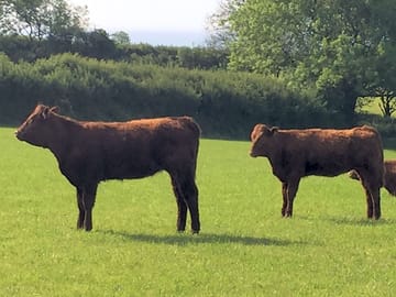 Cows in the field