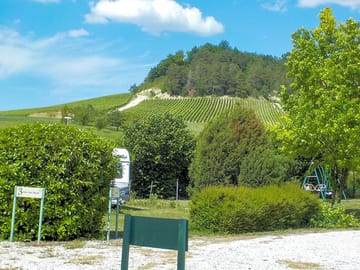 View up towards the vines