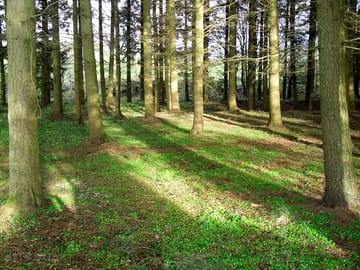 Woods surrounding the smaller plot