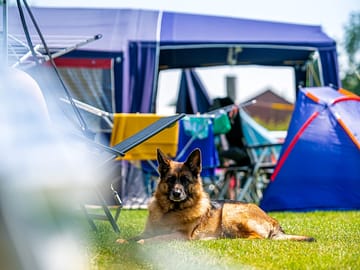 Dogs are welcome at our site