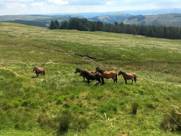Wild ponies on the common