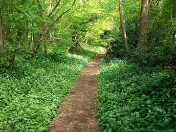 Wild garlic growing in vernditch woods on the parish boundary