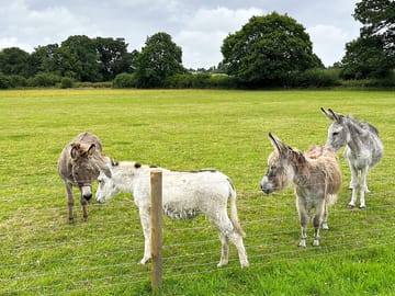 Meet the residents