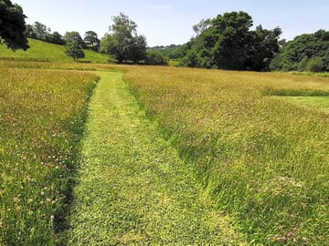 Mown path to the pitches