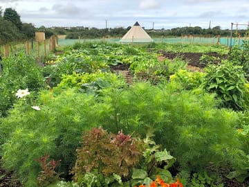 The veggie patch