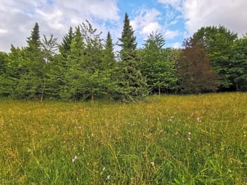 Meadow area