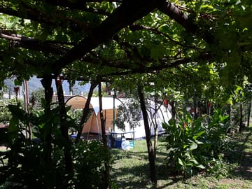 Tent pitches in the vineyard