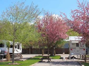 Fully-serviced pitches with picnic tables