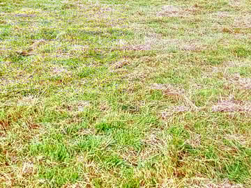 Mown pitches