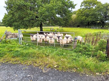 The sheep are very welcoming