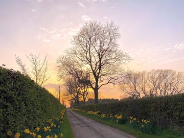 Looking down the lane